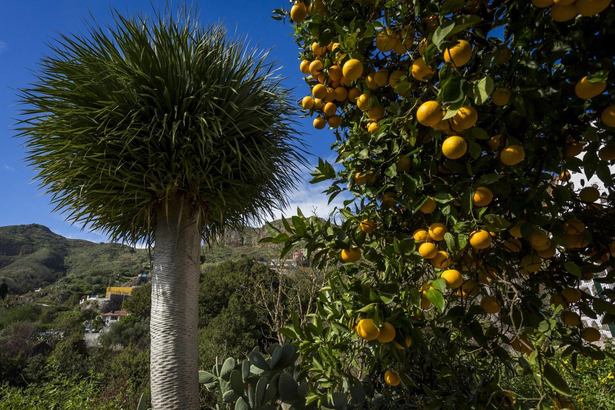 Casa Rural La Escalerilla Teror Kültér fotó